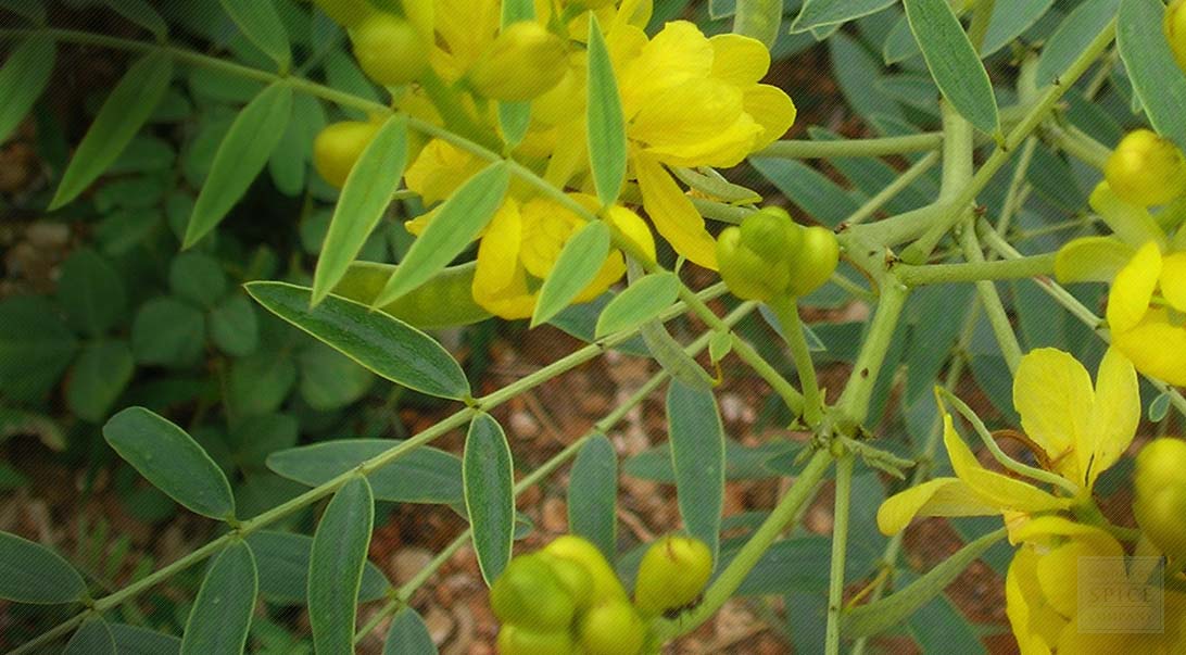 Kartoum Senna ، Tinnevelly Senna ، Indian Senna